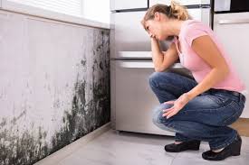 Why You Should Choose Our Mold Remediation Services in Salmon Brook, CT